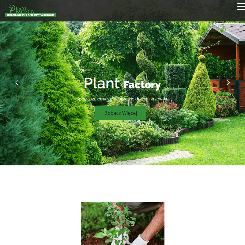 Grójec - jodła koreańska sadzonki