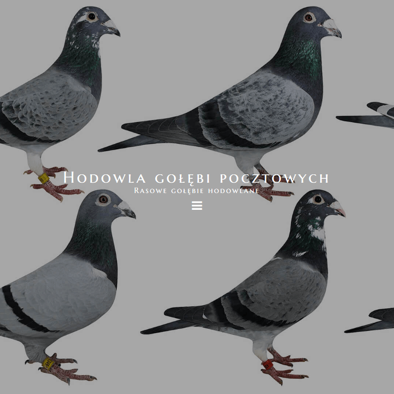 Gołębie meulemans